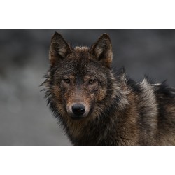 Nikon NIKKOR Z 400mm f/4.5 VR S objektiivi