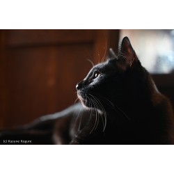 Nikon NIKKOR Z 28-75mm f/2.8 objektiivi