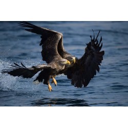 Nikon AF-S 500mm f/5.6E PF ED VR