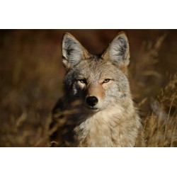 AF-S NIKKOR 180–400mm f/4E TC1.4