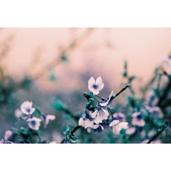 LomoChrome Turquoise 35mm ISO 100–400 värifilmi