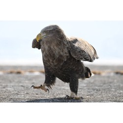 Nikon NIKKOR Z 180-600mm f/5.6-6.3 VR lens