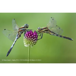 Sony FE 70–200mm F4 Macro G OSS Ⅱ lens