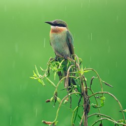 Nikon NIKKOR Z 600mm f/6.3 VR S lens