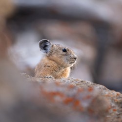 Nikon NIKKOR Z 600mm f/6.3 VR S lens