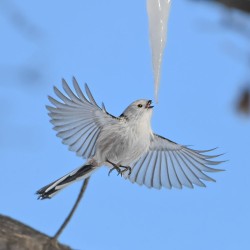 Nikon Z6III mirrorless camera