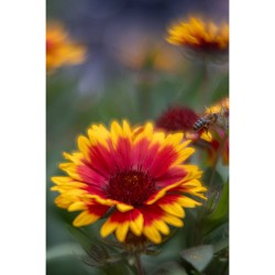 Lomography Nour Triplet V 2.0/64 Bokeh Control Art Lens - Adonized Aluminium Black