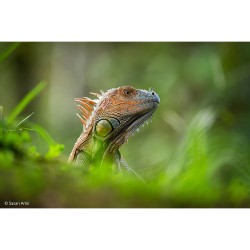 Sony FE 400-800mm F6.3-8 G OSS lens