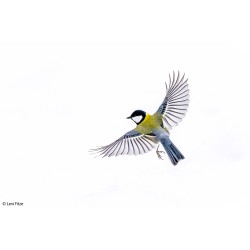 Sony FE 400-800mm F6.3-8 G OSS lens