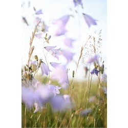 Nikon NIKKOR Z DX MC 35mm f/1.7 lens