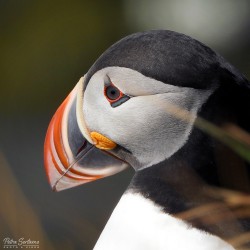 Nikon COOLPIX P1100 digital camera