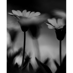 Nikon NIKKOR Z 70-200mm f/2.8 VR S II objektiivi